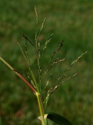 Panicum dichotomiflorum (Fall Panic Grass)