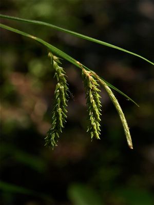 Carex prasina (Drooping Sedge)
