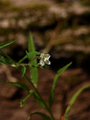 Epilobium coloratum (Purple-Leaved Willow-Herb)