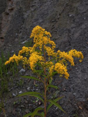 Solidago gigantea (Late Goldenrod)