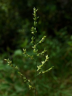 Coleataenia anceps (Beaked Panic Grass)