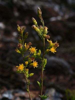 Solidago simplex (Sticky Goldenrod)