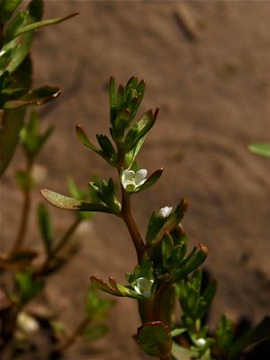 Veronica peregrina (Purslane Speedwell)