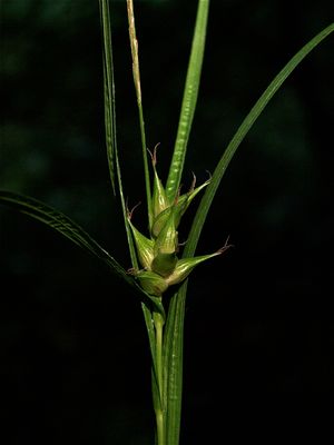 Carex intumescens (Greater Bladder Sedge)