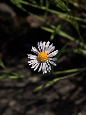 Boltonia asteroides (False Aster)