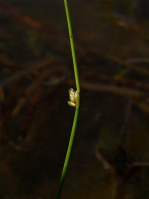 Schoenoplectiella smithii (Smith's Bulrush)