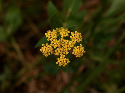 Zizia aptera (Heart-Leaved Alexanders)