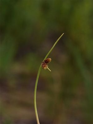 Lipocarpha micrantha (Small-Flowered Dwarf Bulrush)