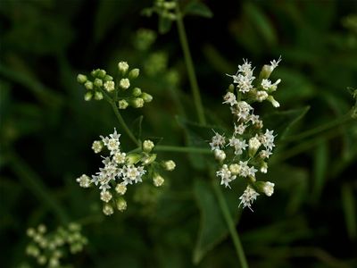 Ageratina aromatica (Lesser Snakeroot)
