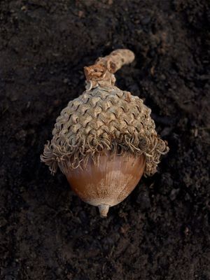 Quercus macrocarpa (Bur Oak)