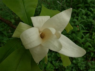 Magnolia tripetala (Umbrella Magnolia)