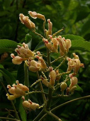 Aesculus flava (Yellow Buckeye)