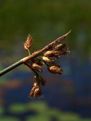 Schoenoplectus acutus (Hard-Stemmed Bulrush)