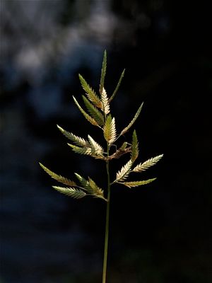 Eragrostis hypnoides (Creeping Love Grass)