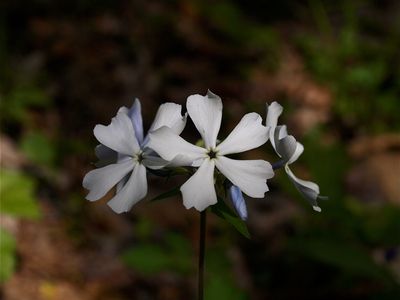 Phlox divaricata (Blue Phlox) - White Flowers