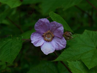 Rubus odoratus (Purple-Flowering Raspberry) - Light Purplish Flower