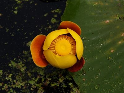 Nuphar species (Yellow Pond-Lily) - Reddish Flower