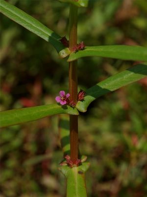 Ammannia coccinea (Scarlet Toothcup)