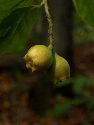 Pyrularia pubera (Buffalo Nut)