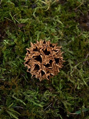 Liquidambar styraciflua (Sweet Gum)