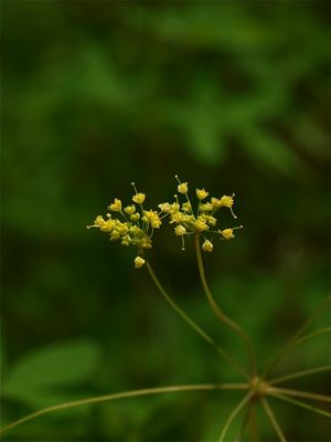 Taenidia integerrima (Yellow Pimpernel)