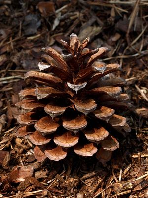 Pinus rigida (Pitch Pine)