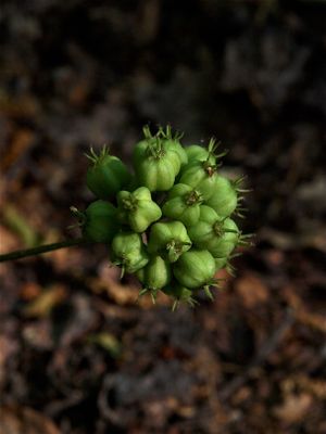 Aralia nudicaulis (Wild Sarsaparilla)