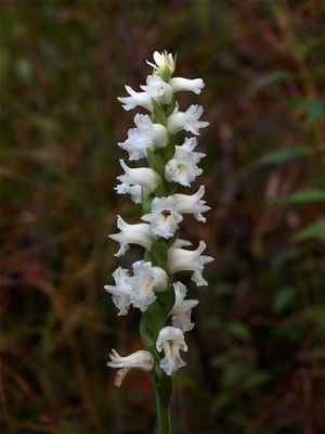 Spiranthes arcisepala (Appalachian Ladies'-Tresses)