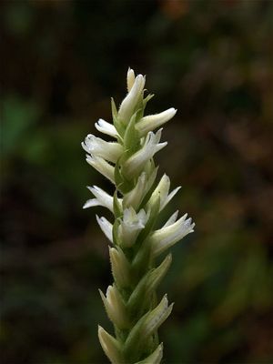 Spiranthes cernua (Nodding Ladies'-Tresses)