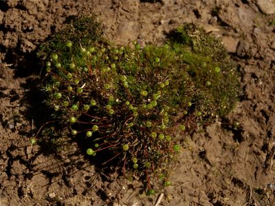 Physcomitrium pyriforme (Goblet Moss)