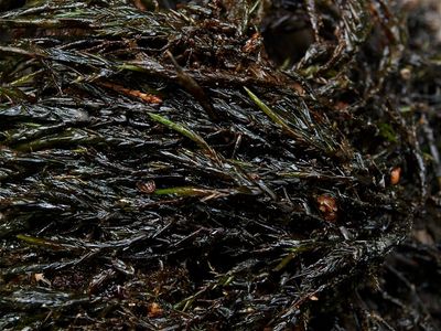 Fontinalis antipyretica (Keeled Water Moss)