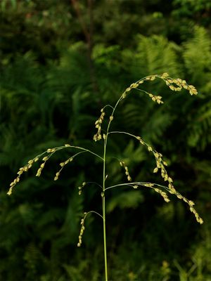 Glyceria laxa (Limp Manna Grass)