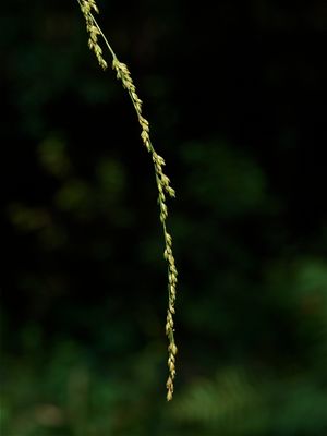 Glyceria melicaria (Slender Manna Grass)