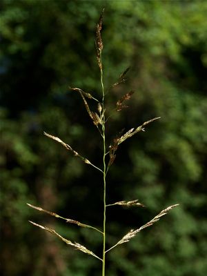 Eragrostis pectinacea (Tufted Love Grass)
