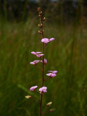 Desmodium ciliare (Hairy Small-Leaved Tick-Trefoil)