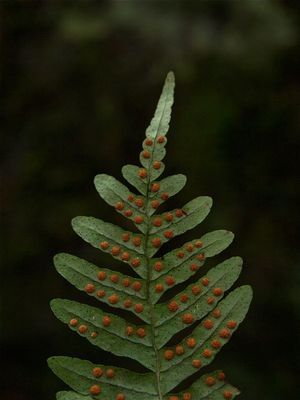 Polypodium virginianum (Common Polypody) - Fruitdots