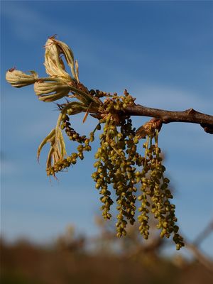 Quercus palustris (Pin Oak)