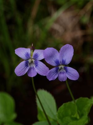 Viola cucullata (Marsh Blue Violet)
