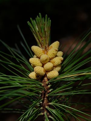 Pinus strobus (White Pine) - Male Cones