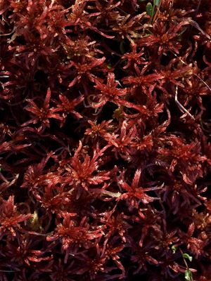 Sphagnum rubellum (Red Peat Moss)