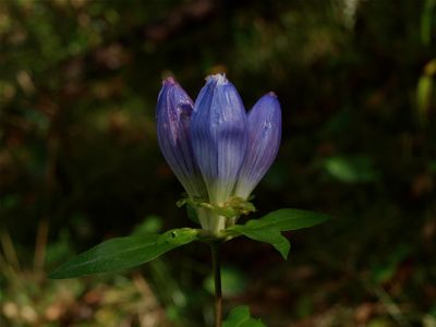 Gentiana andrewsii (Andrews' Gentian)