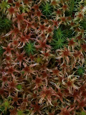 Sphagnum russowii (Starry Peat Moss)