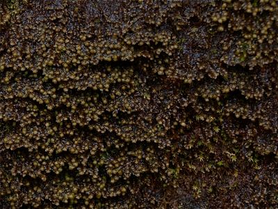 Scapania nemorea (Grove Earwort)