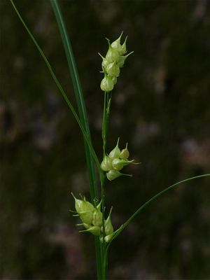 Carex tuckermanii (Tuckerman's Sedge)