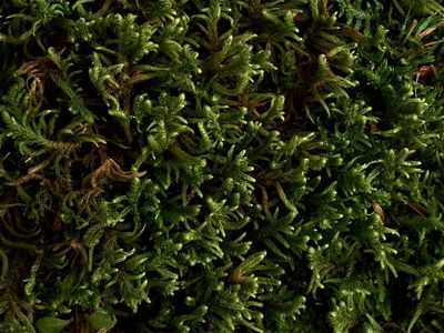 Rhytidium rugosum (Wrinkled Clifftop Moss)