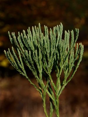 Lycopodium tristachyum (Blue Clubmoss)