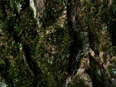 Pylaisia selwynii (Paintbrush Moss)