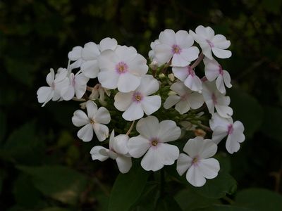 Phlox paniculata (Garden Phlox) - Pale Flowers