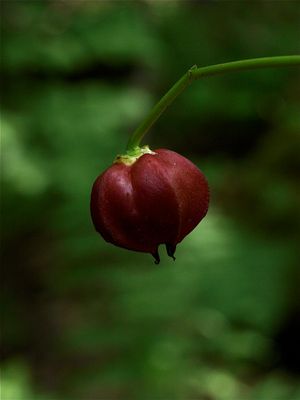 Trillium erectum (Red Trillium)