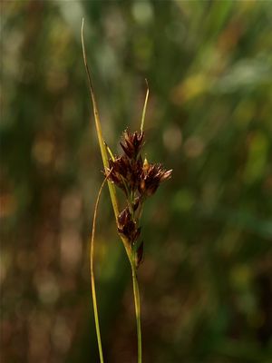 Rhynchospora capitellata (Brownish Beakrush)